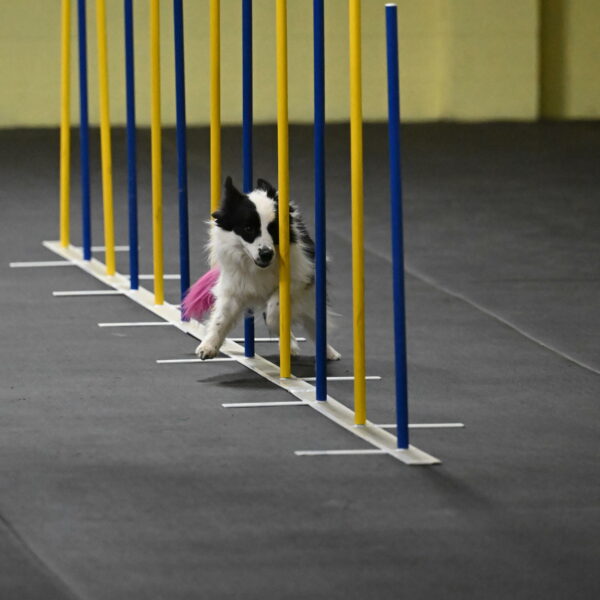 Hoopla-Solinger-02124