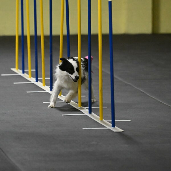 Hoopla-Solinger-02125