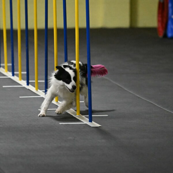 Hoopla-Solinger-02131