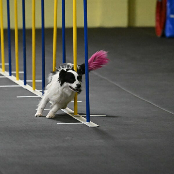 Hoopla-Solinger-02132