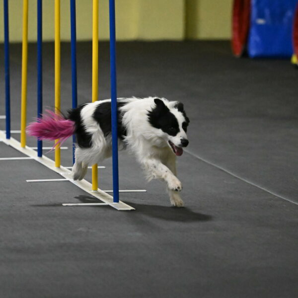 Hoopla-Solinger-02135