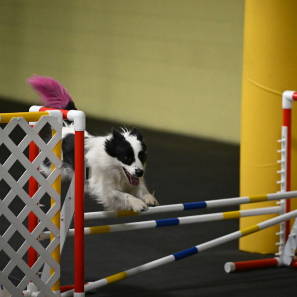 Hoopla-Solinger-02140