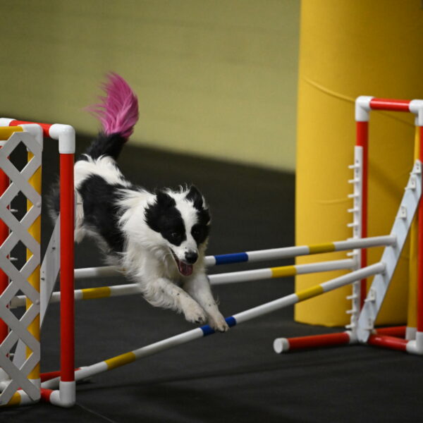 Hoopla-Solinger-02141