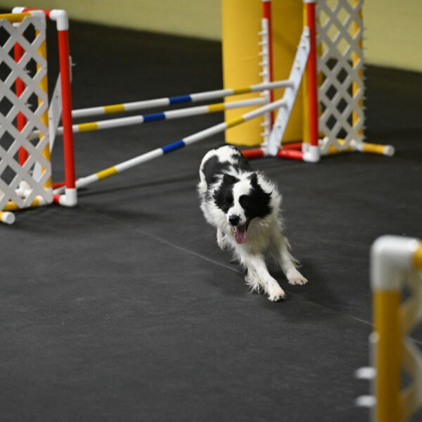 Hoopla-Solinger-02143