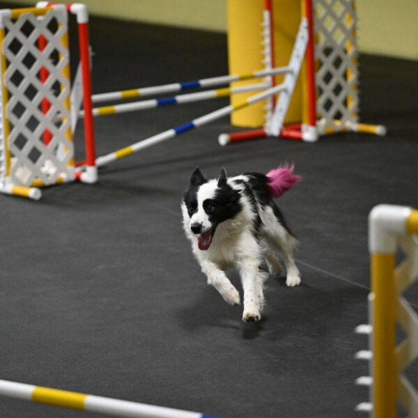 Hoopla-Solinger-02145