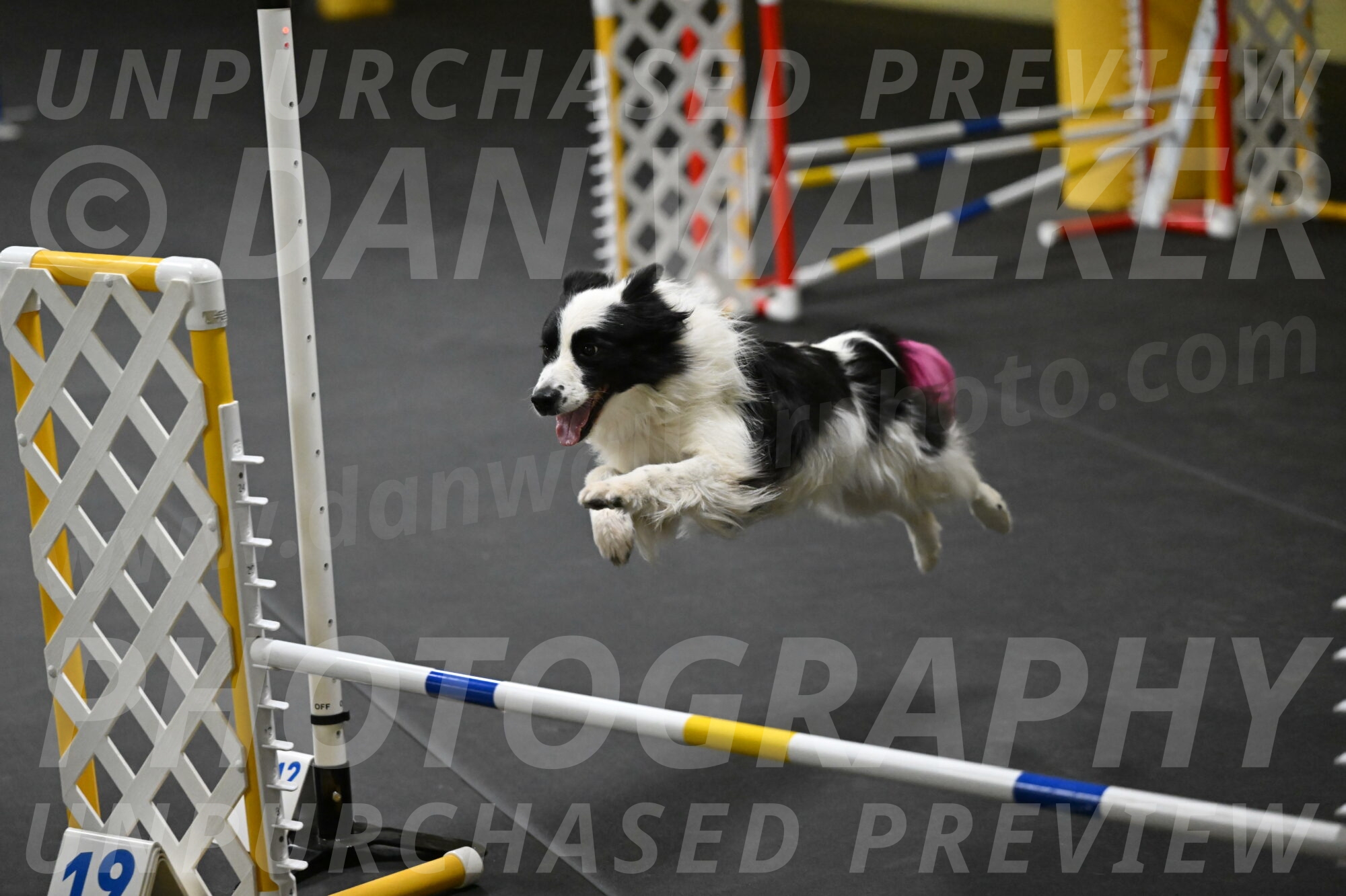 Hoopla-Solinger-02149