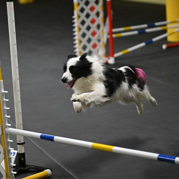 Hoopla-Solinger-02149