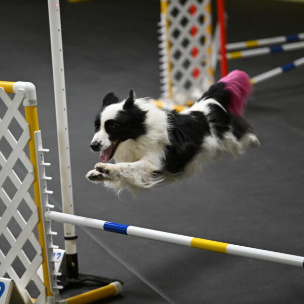 Hoopla-Solinger-02150