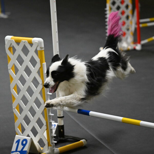 Hoopla-Solinger-02151