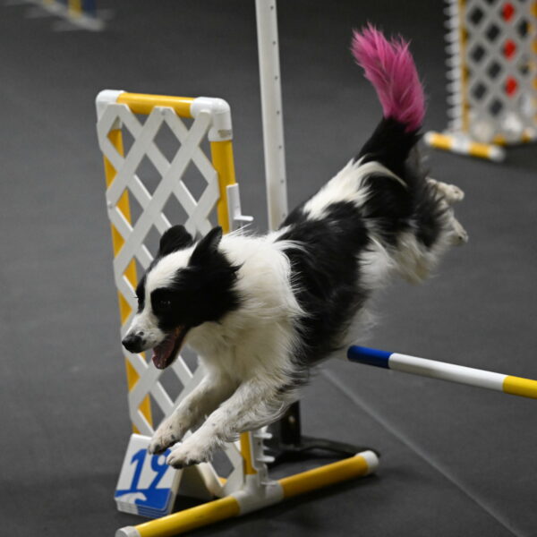 Hoopla-Solinger-02152