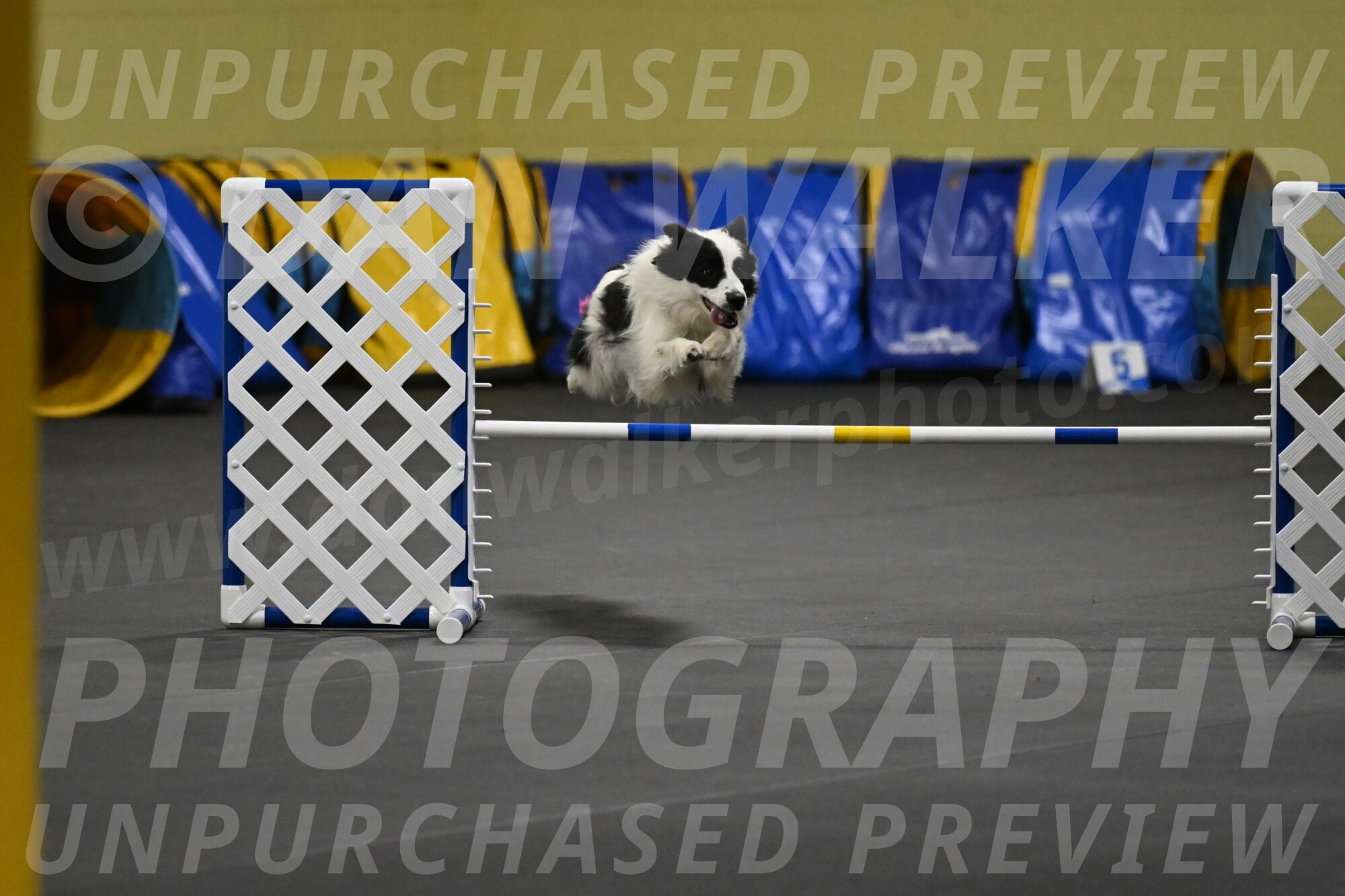 Hoopla-Solinger-02158