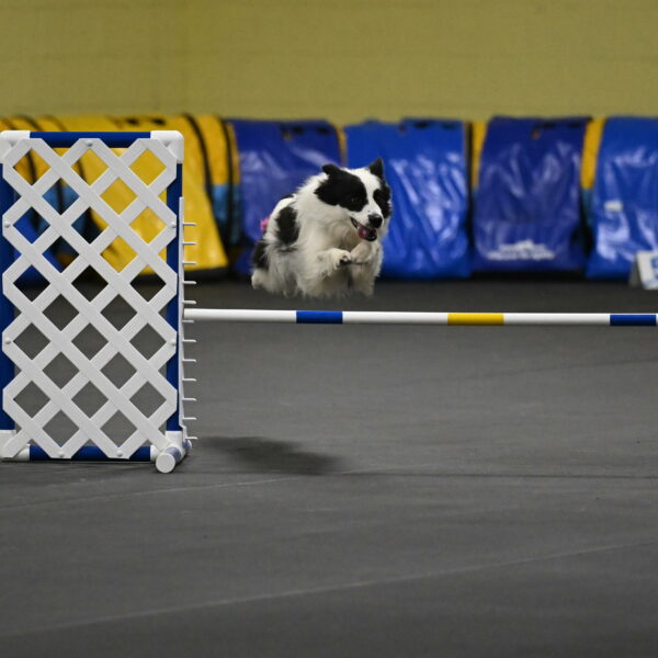 Hoopla-Solinger-02158