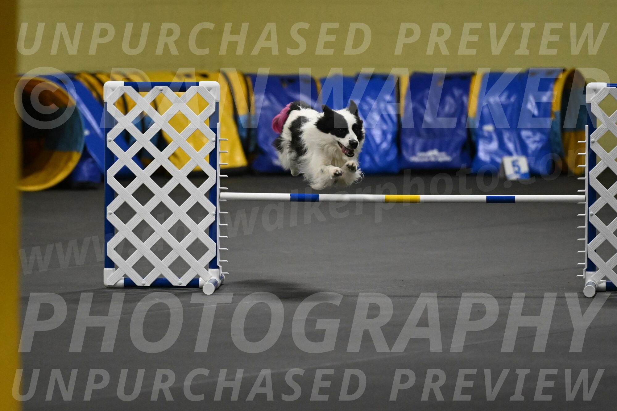 Hoopla-Solinger-02159