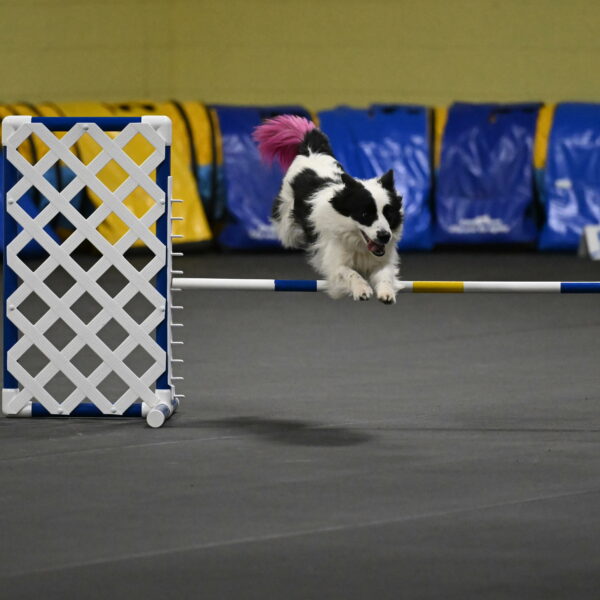 Hoopla-Solinger-02160