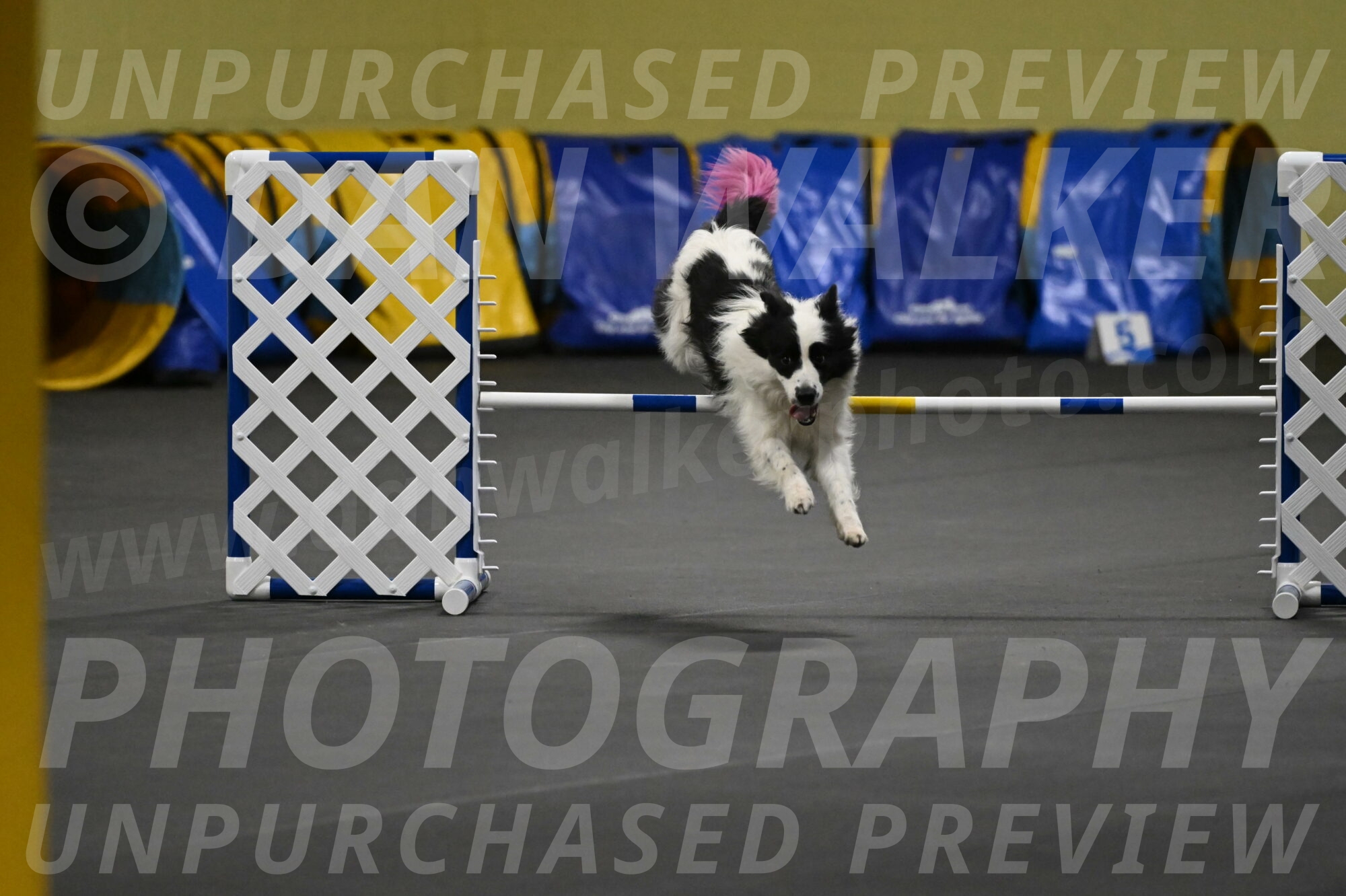 Hoopla-Solinger-02161