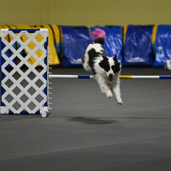 Hoopla-Solinger-02161