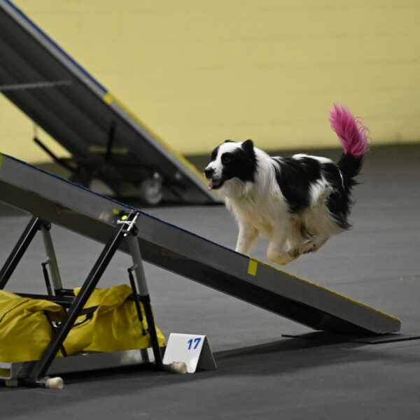 Hoopla-Solinger-02162