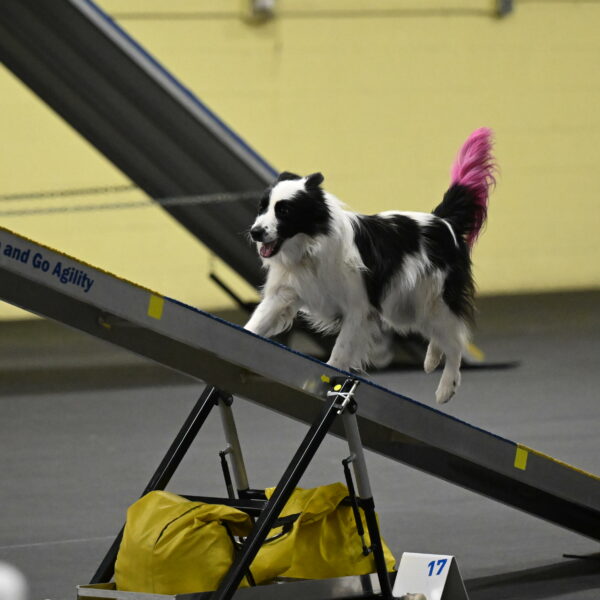 Hoopla-Solinger-02166