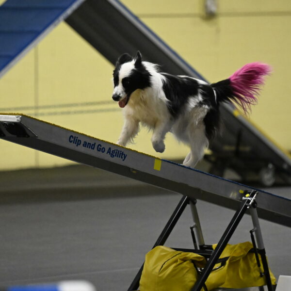 Hoopla-Solinger-02171