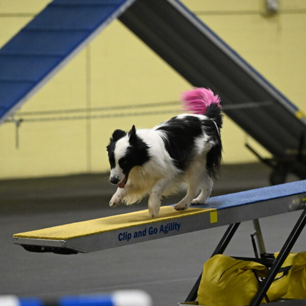 Hoopla-Solinger-02176