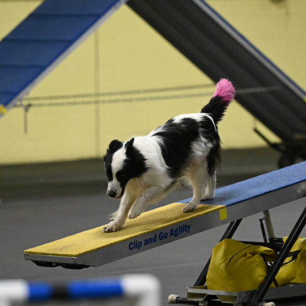 Hoopla-Solinger-02177