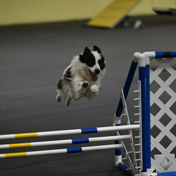 Hoopla-Solinger-02183