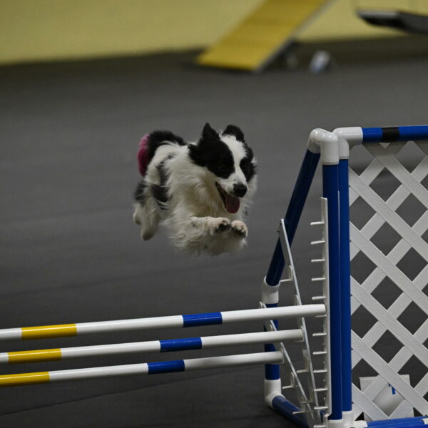 Hoopla-Solinger-02184