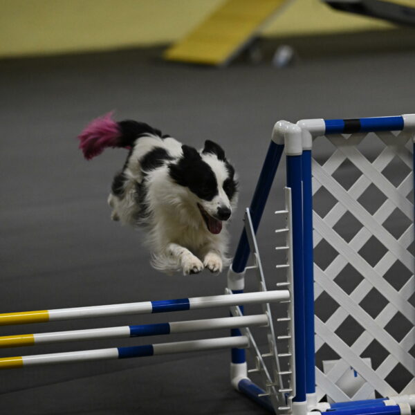 Hoopla-Solinger-02185