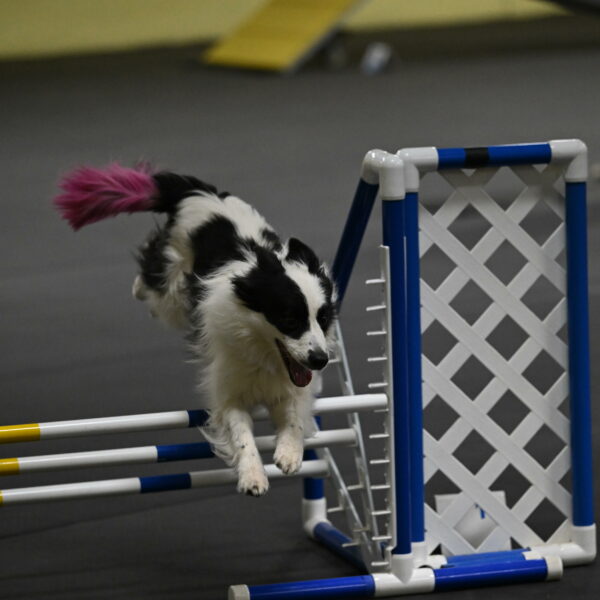 Hoopla-Solinger-02186