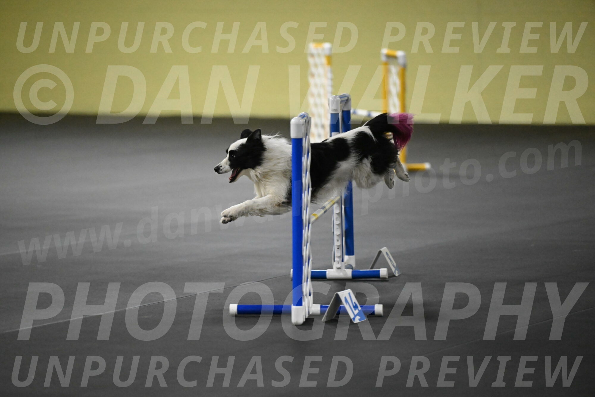 Hoopla-Solinger-02188