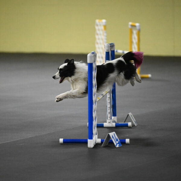 Hoopla-Solinger-02188