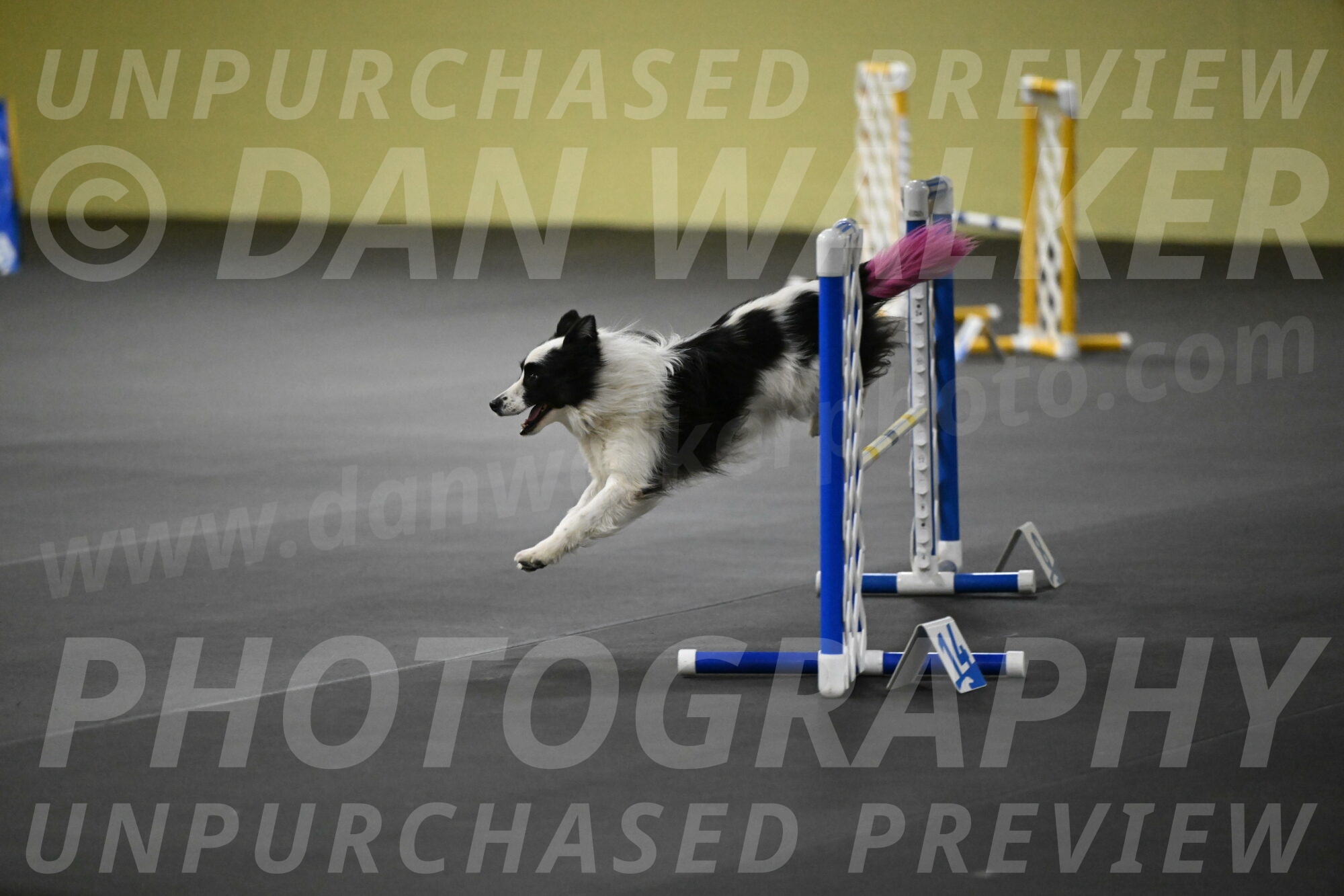 Hoopla-Solinger-02189