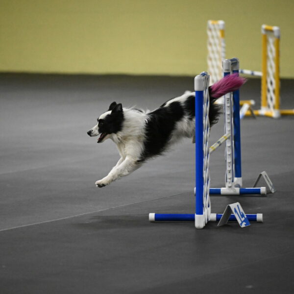 Hoopla-Solinger-02189