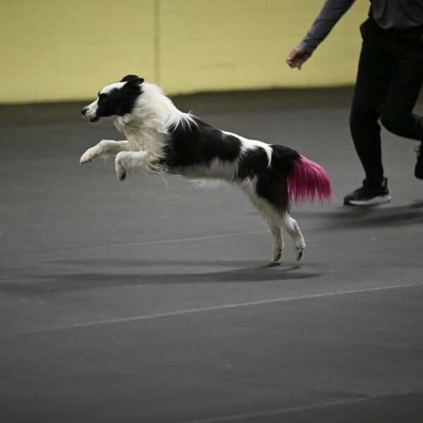 Hoopla-Solinger-02192