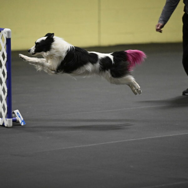 Hoopla-Solinger-02193