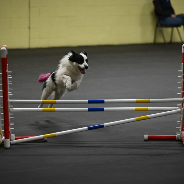 Hoopla-Solinger-02200