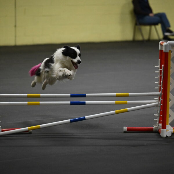 Hoopla-Solinger-02201