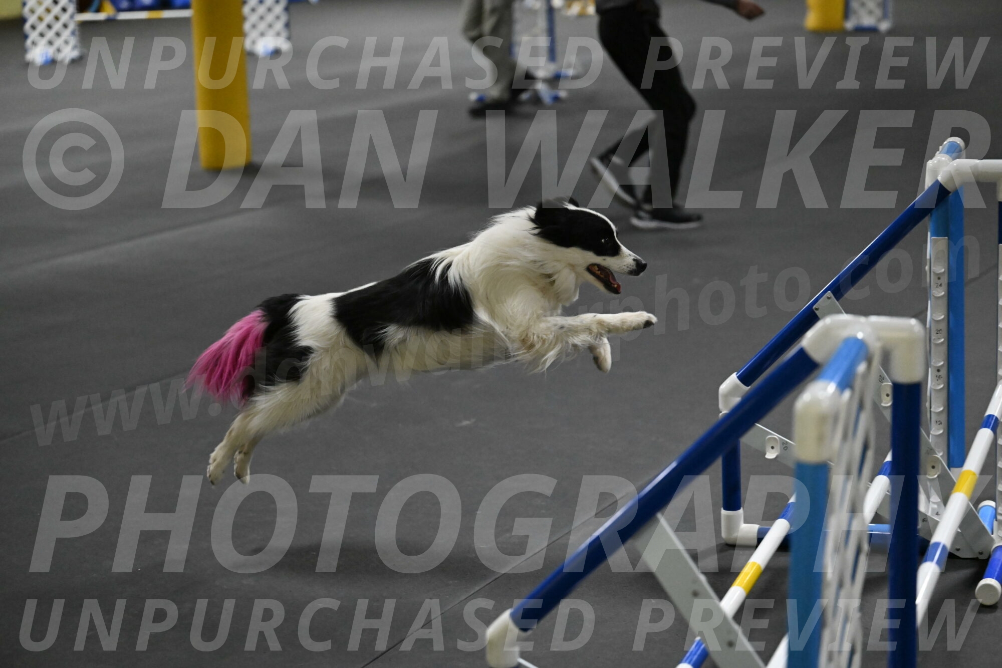 Hoopla-Solinger-02211