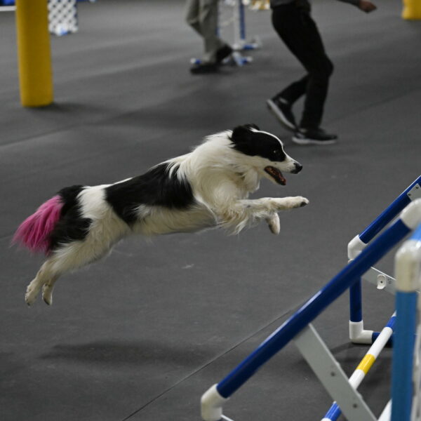 Hoopla-Solinger-02211