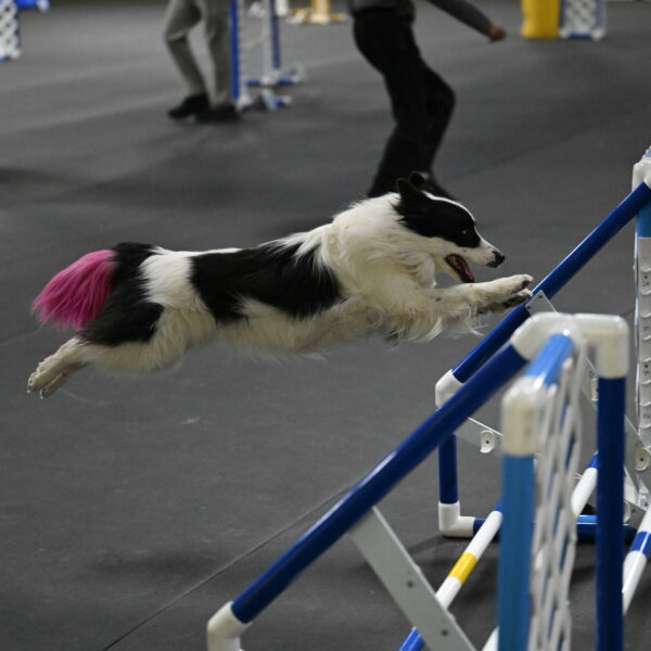 Hoopla-Solinger-02212