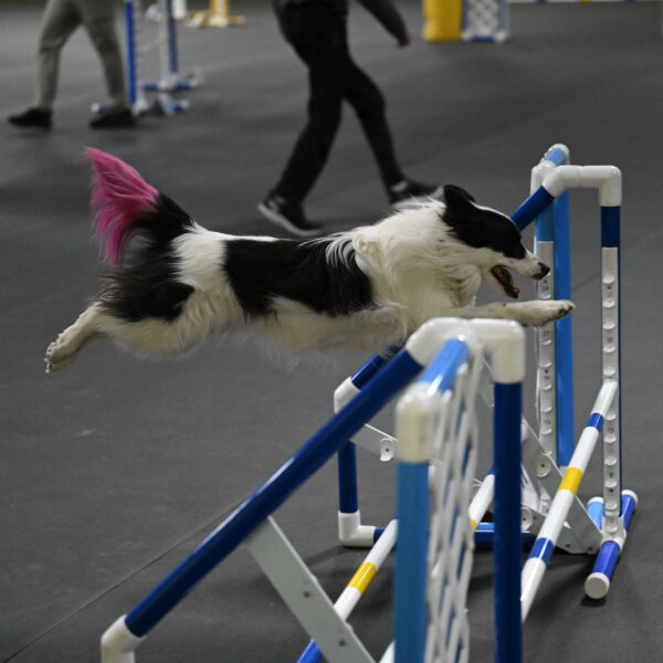 Hoopla-Solinger-02213