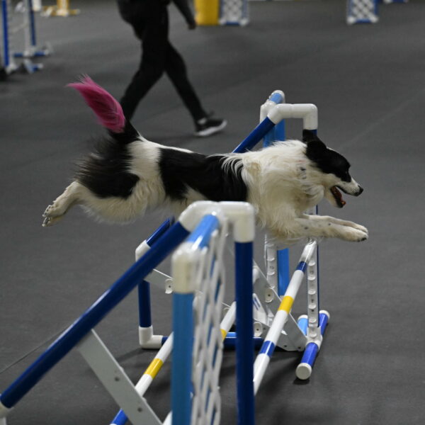 Hoopla-Solinger-02214