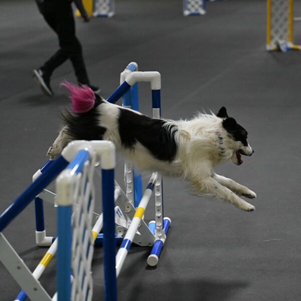 Hoopla-Solinger-02215