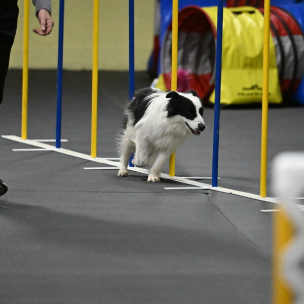 Hoopla-Solinger-02217