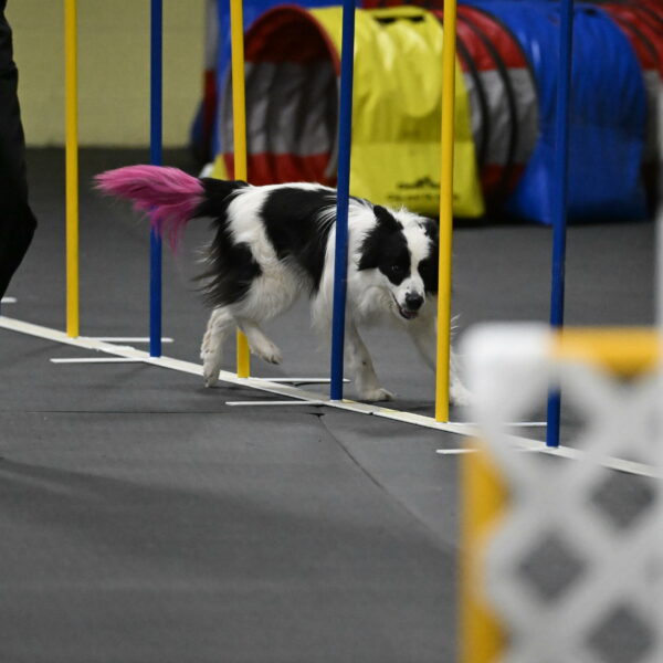 Hoopla-Solinger-02220