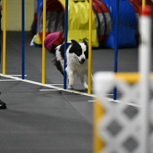 Hoopla-Solinger-02221