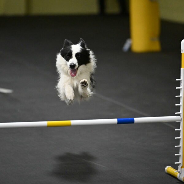 Hoopla-Solinger-02229