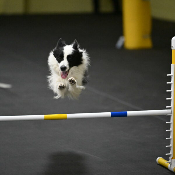 Hoopla-Solinger-02230