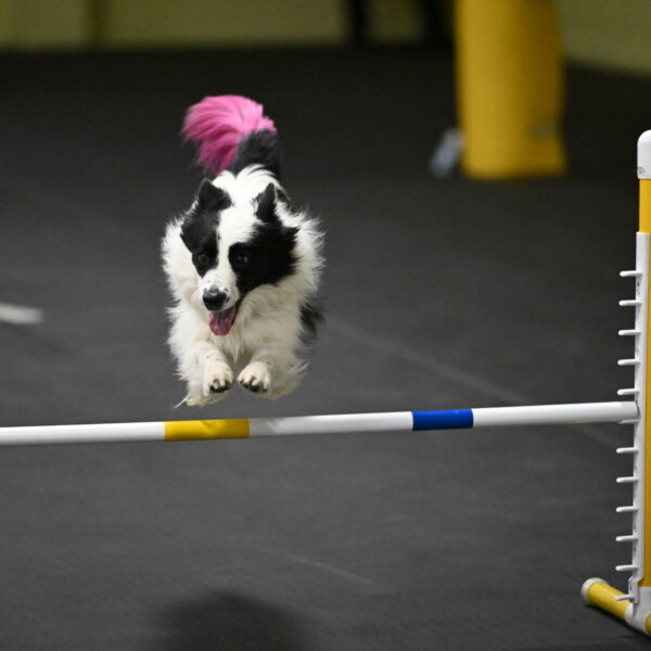 Hoopla-Solinger-02231