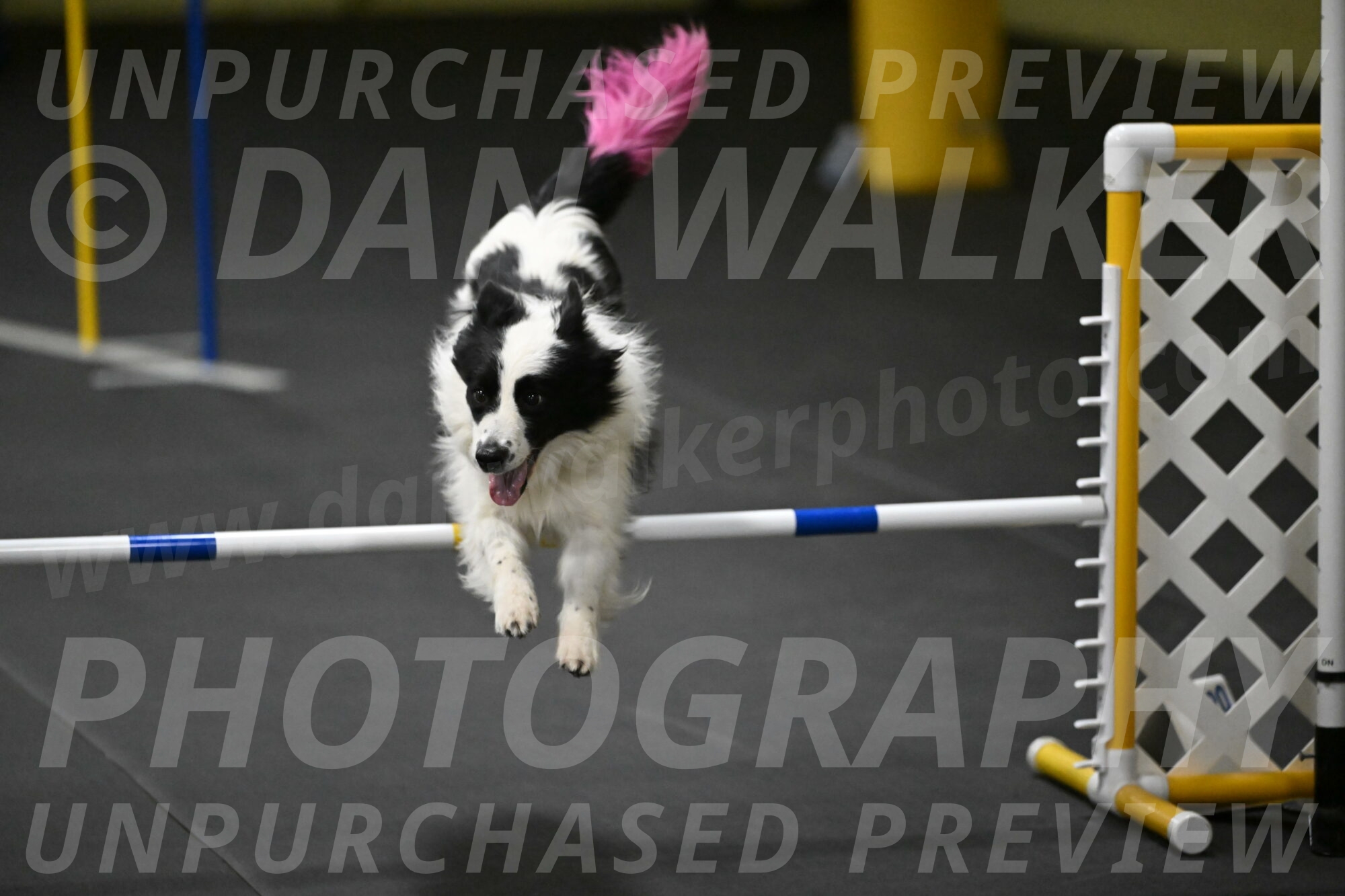 Hoopla-Solinger-02232